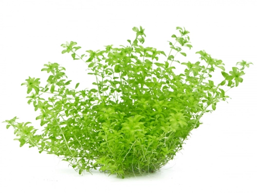 Hemianthus glomeratus - Zierliches Perlenkraut